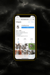 Chubby Luna IG uai - Joshua Jackai The #1 Graphic Design Agency For E-Commerce Businesses